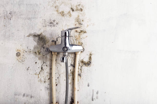 Best Black Mold Remediation in Weston, NJ
