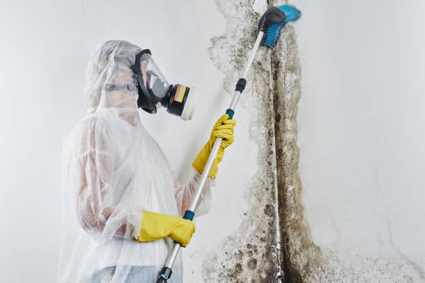 Best Attic Mold Remediation in Weston, NJ
