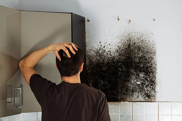 Best Residential Mold Remediation in Weston, NJ
