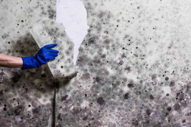 Reliable Weston, NJ Mold Remediation Solutions
