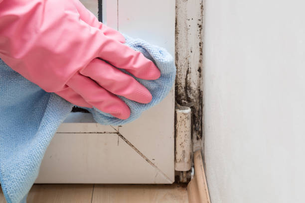 Best Localized Mold Remediation (e.g., coastal areas, humid climates) in Weston, NJ